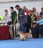  - Dog show IRUN Espagne  2016