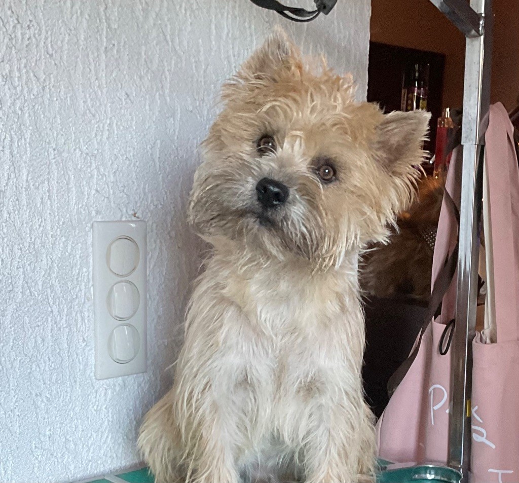 Valentino Du hameau des landes