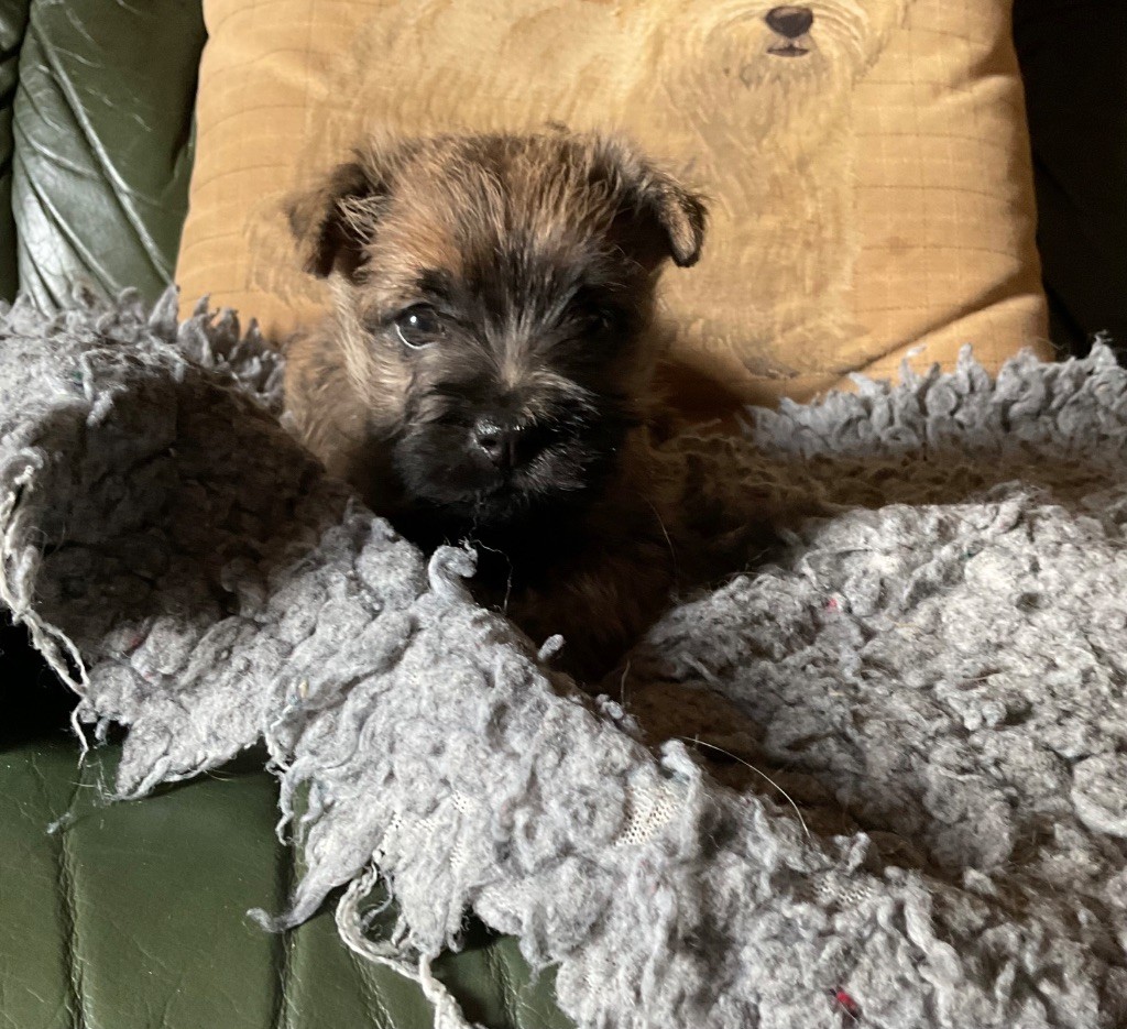 Chiot cairn terrier femelle à réserver 