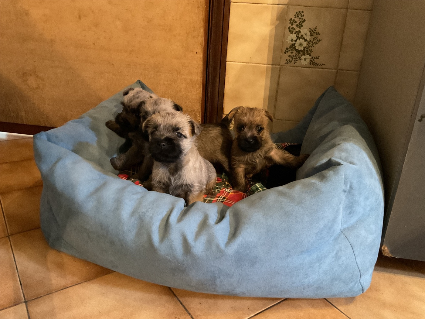Chiots cairn terrier nés le 29/7/2026