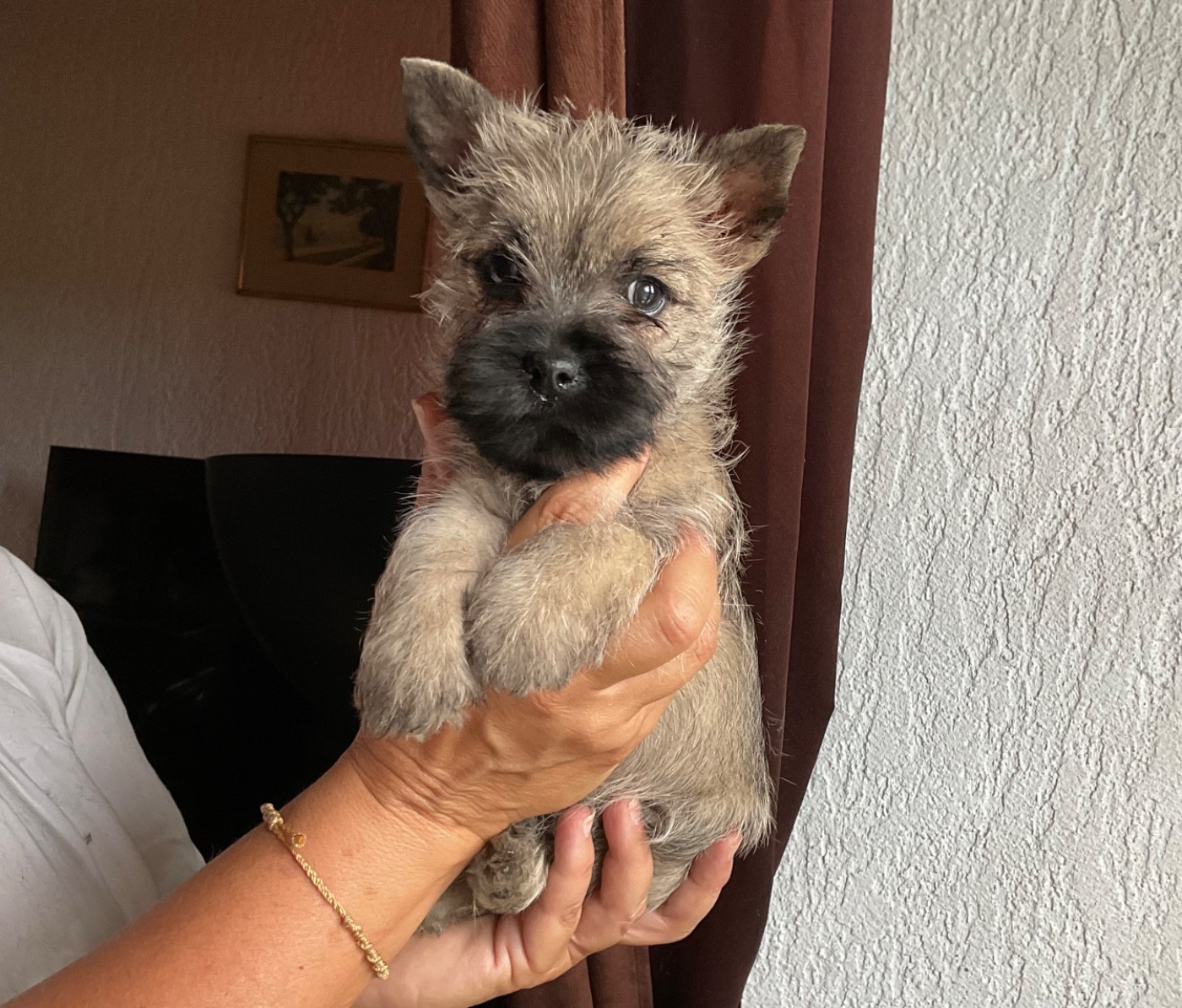 Chiots cairn terrier nés le 29/7/2026