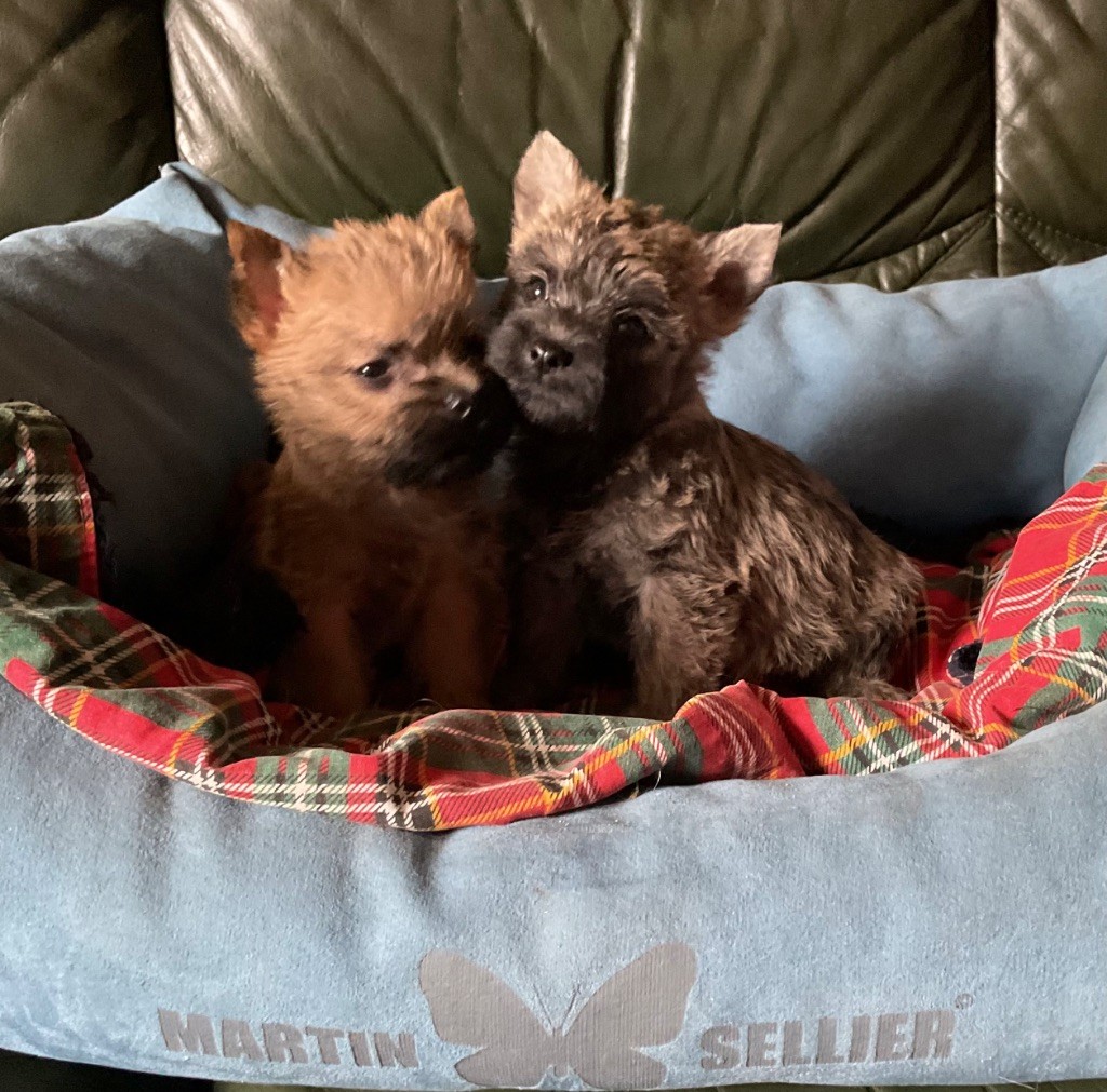 Magnifique portée de 8 chiots née le 10 Août 2025