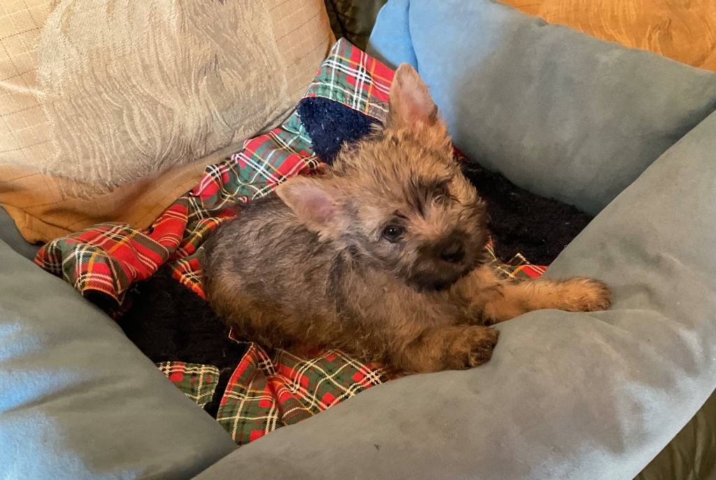 Du hameau des landes - Chiots disponibles - Cairn Terrier