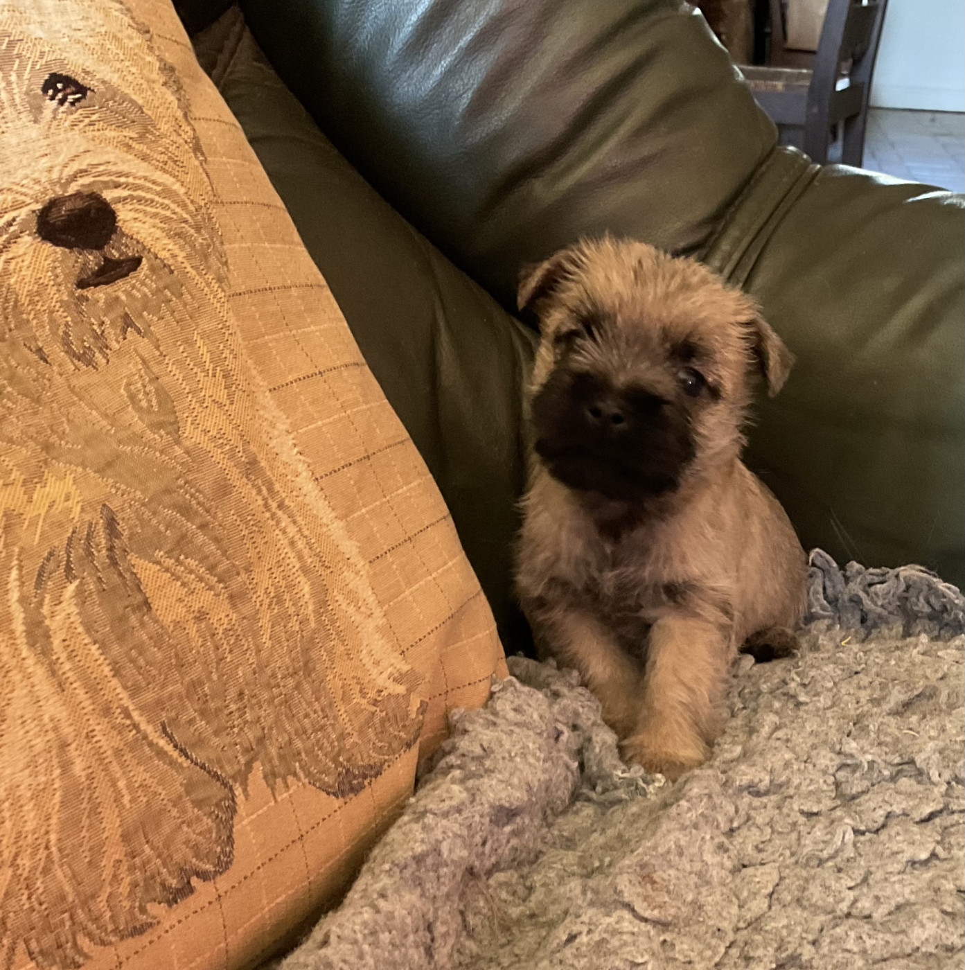 Du hameau des landes - Chiots disponibles - Cairn Terrier