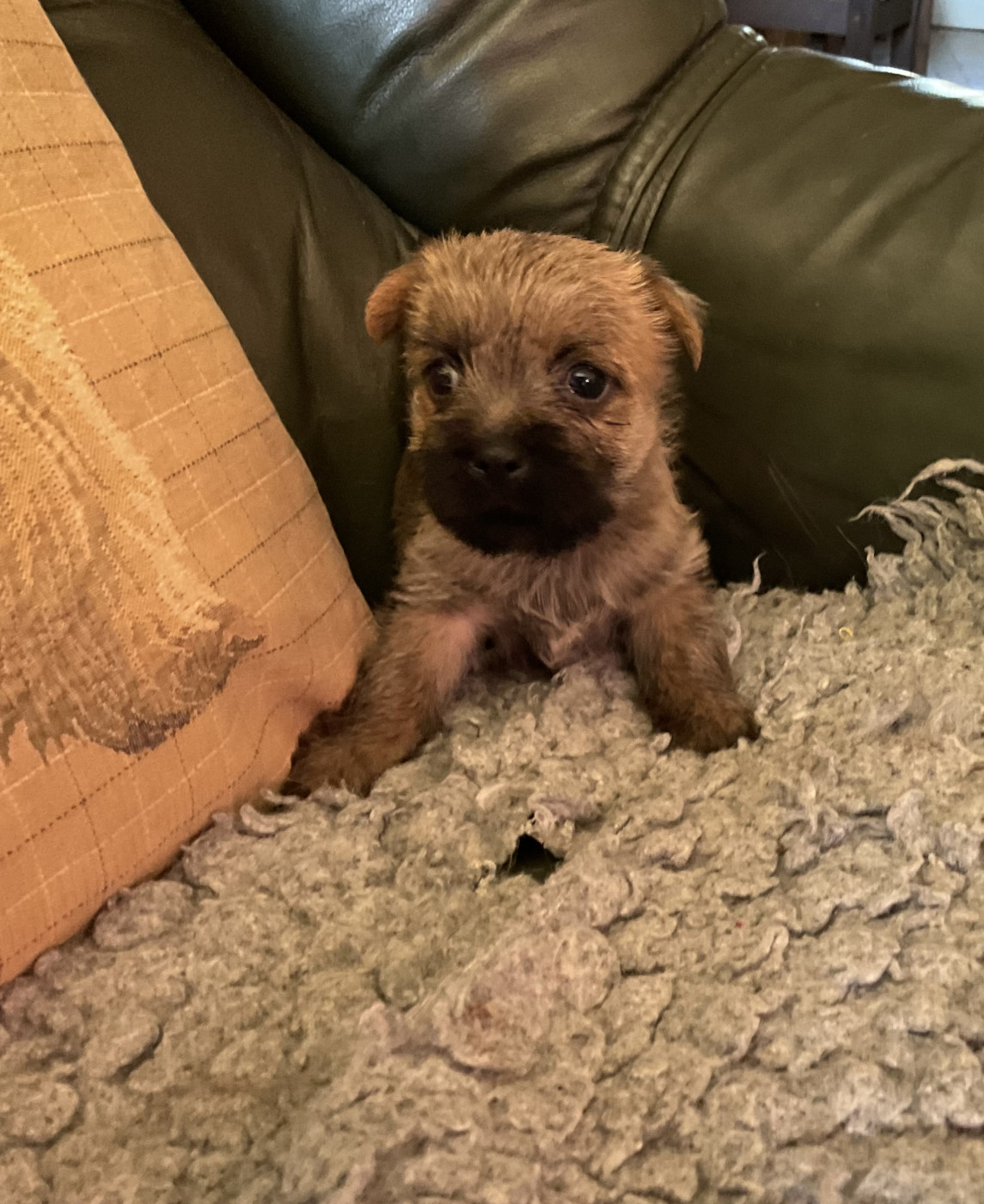Du hameau des landes - Chiots disponibles - Cairn Terrier