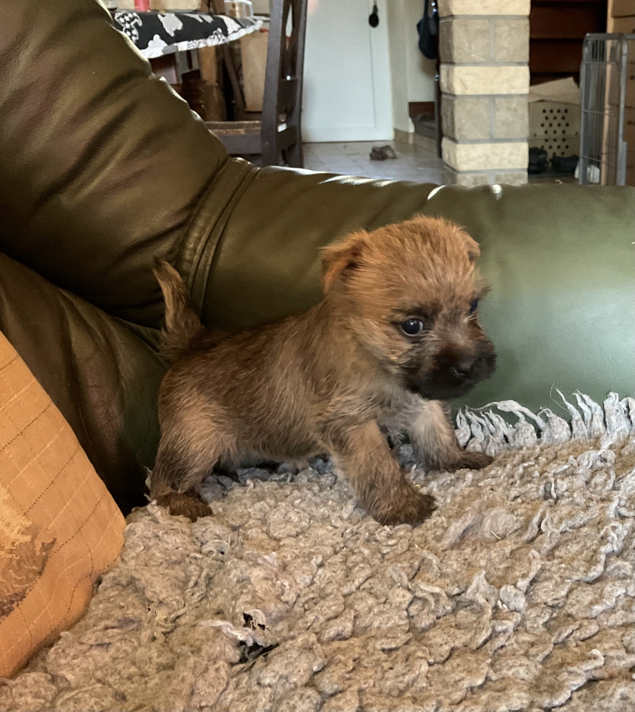 Du hameau des landes - Chiots disponibles - Cairn Terrier