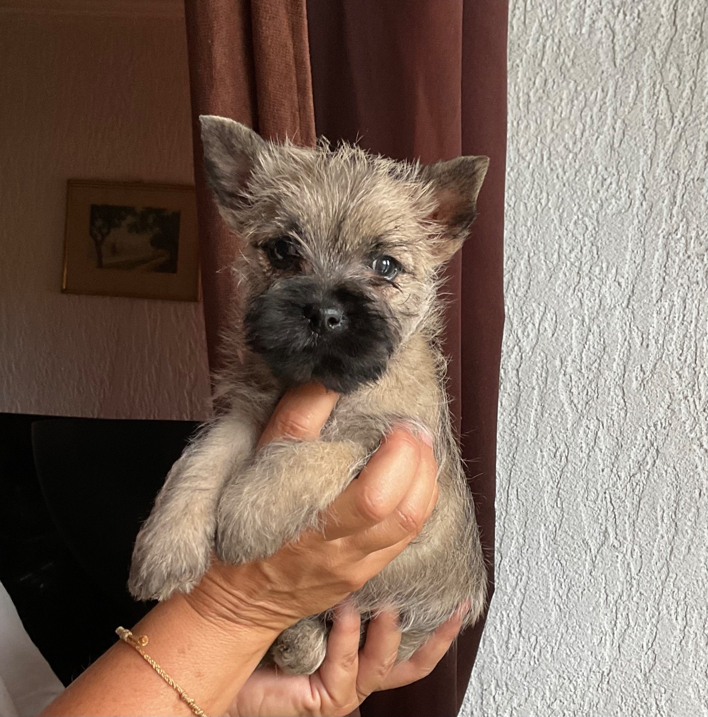 Du hameau des landes - Chiots disponibles - Cairn Terrier