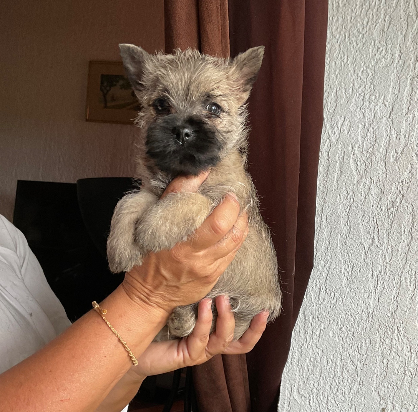 Du hameau des landes - Chiots disponibles - Cairn Terrier