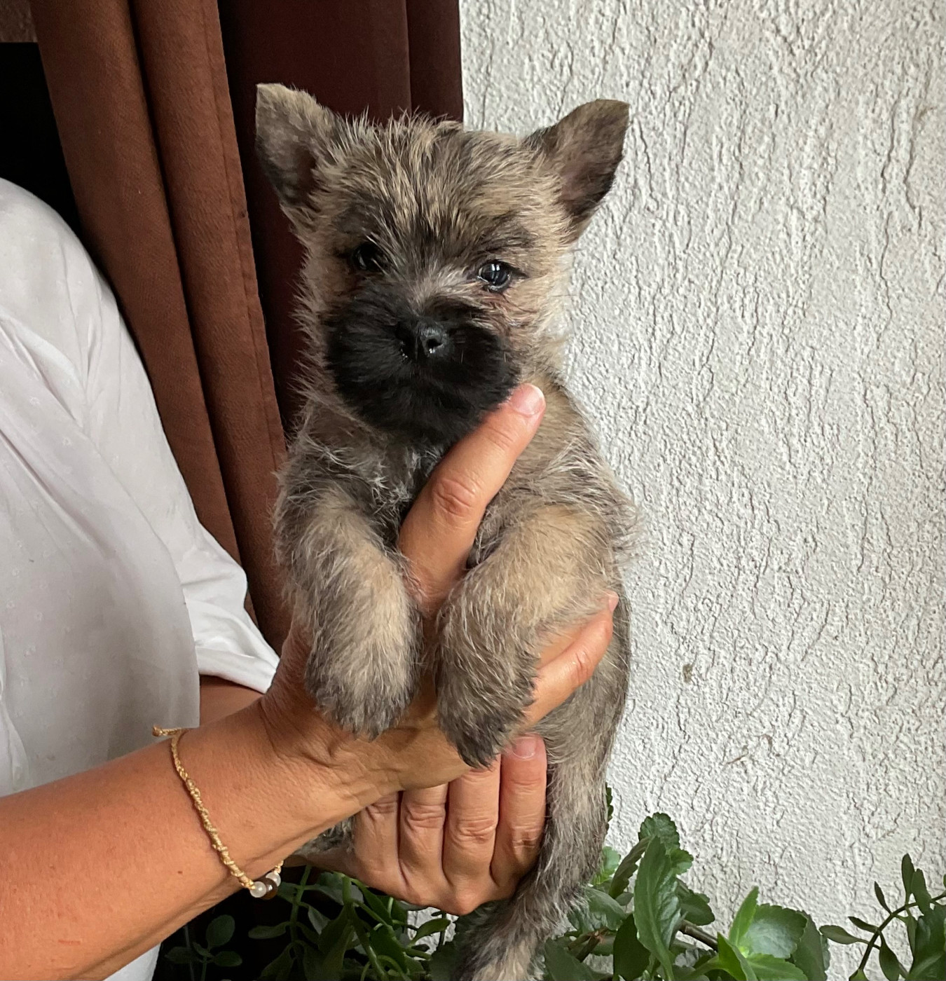 Du hameau des landes - Chiots disponibles - Cairn Terrier