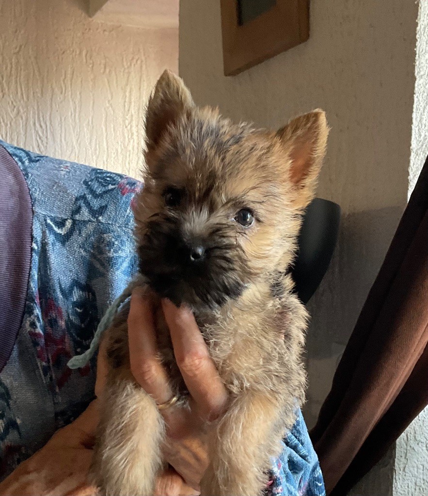 Du hameau des landes - Chiots disponibles - Cairn Terrier