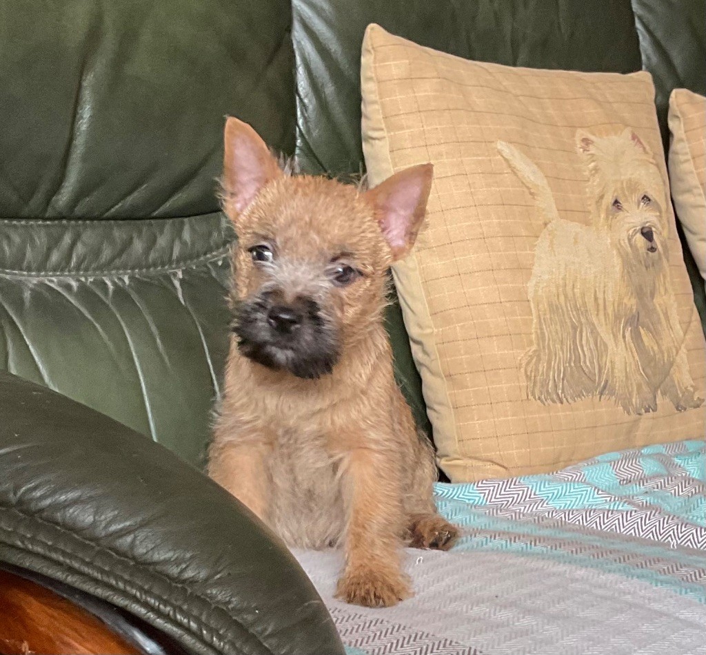 Du hameau des landes - Chiots disponibles - Cairn Terrier