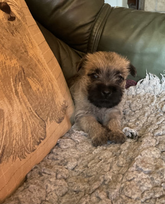 Chiot N°4
